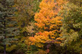 Forest #1