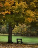 Dark Bench