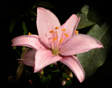 Pink #7