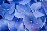Blue #9