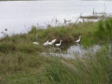 Wild life refuge. Titusville, FL