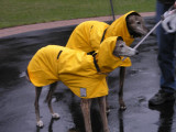 Dogs in Raincoats, April 2008