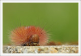 Chenille angora...