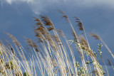 Wind _MG_7860.jpg