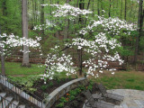 Dogwood