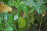 Palmking (Amathusia phidippus phidippus)