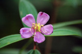 Sendudok-Flower (Melastomacea malabathricum)