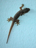 Dwarf gecko (Hemiphyllodactylus typus)
