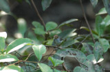 Red headed tailorbird (Orthotomus ruficeps)