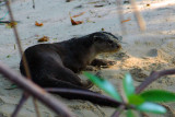 Smooth otter