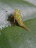 Treehopper - Bukith Timah, Singapur