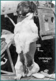 Umbraggio 1945