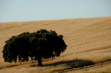 Holm Oak and Wheat Field