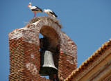 Storks - Church of Fuentes del Ao