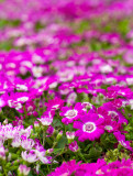 _MG_3552s.jpg