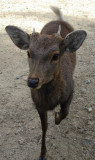 Sacred deer in Nara