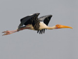 Herons-Storks