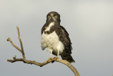 Black-breasted Snake-Eagle