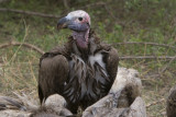 Lapped-faced Vulture