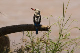 African Grey-headed Kingfisher