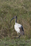 OGP_20071001_1649 sacred ibis.jpg