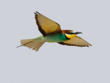 Bee-eater-Doves