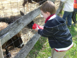 gavin_feeds_goat.jpg