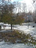 icestorm_treefall.jpg