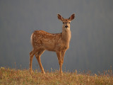 Mule Deer Fawn