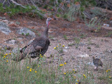 Wild Turkeys