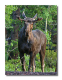 Bull Moose