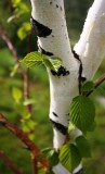 Birch on Hurricane Hill