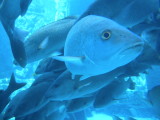 Nassau aquarium in Atlantis resort