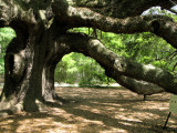 Angel Oak