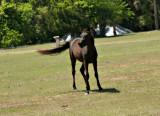 On Cumberland Island