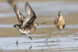 hudsonian & marbled godwits 080908IMG_0266