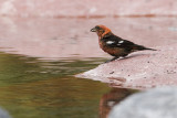white-winged crossbill 083008_MG_5914