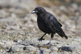 american crow 090108_MG_6941