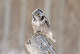 northern hawk owl 032109_MG_8145