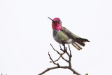 annas hummingbird 041009_MG_3420