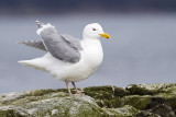 glaucous-winged gull 041009_MG_3692