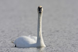 trumpeter swan 050909IMG_4495