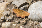 striped ochre moth 070409_MG_6565