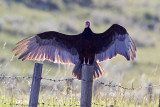 turkey vulture 070409_MG_2559