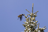 white-winged crossbill 112109_MG_2488