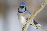 blue jay 021310_MG_3562