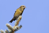 white-winged crossbill 030510_MG_6835