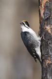 black-backed woodpecker 031310_MG_8793