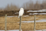 snowy owl 032110_MG_9663