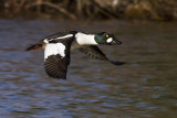 common goldeneye 042110_MG_9442